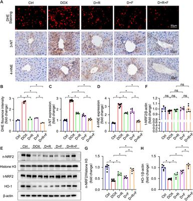 Co-Treatment With Resveratrol and FGF1 Protects Against Acute Liver Toxicity After Doxorubicin Treatment via the AMPK/NRF2 Pathway